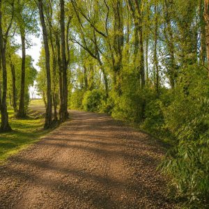 Exclusivo Condominio de Parcelas, a solo 8 km de Osorno por la Ruta a Puerto Octay full