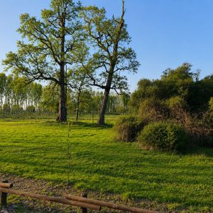 Exclusivo Condominio de Parcelas, a solo 8 km de Osorno por la Ruta a Puerto Octay full