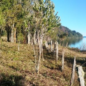 Venta Parcela 2,7 Hectáreas / 90 Metros de Playa / Lago Rupanco / Las Gaviotas / Puerto Octay full