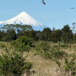 Venta Parcela 5.000 m² / Agua y Luz / Sector Aeropuerto El Tepual / Puerto Montt full