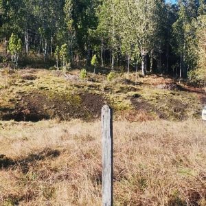 Venta Parcela 2,7 Hectáreas / 90 Metros de Playa / Lago Rupanco / Las Gaviotas / Puerto Octay full