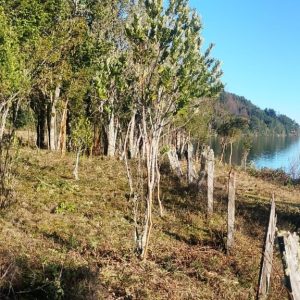 Venta Parcela 2,7 Hectáreas / 90 Metros de Playa / Lago Rupanco / Las Gaviotas / Puerto Octay full
