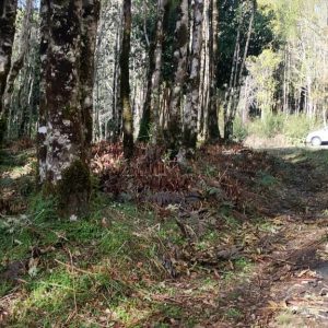 Venta Parcela 2,7 Hectáreas / 90 Metros de Playa / Lago Rupanco / Las Gaviotas / Puerto Octay full