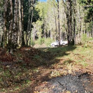 Venta Parcela 2,7 Hectáreas / 90 Metros de Playa / Lago Rupanco / Las Gaviotas / Puerto Octay full