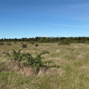 Venta Parcela 5.000 m² / Agua y Luz / Sector Aeropuerto El Tepual / Puerto Montt full