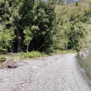 Venta Parcela 2,7 Hectáreas / 190 Metros de Playa / Lago Rupanco / Las Gaviotas / Puerto Octay full