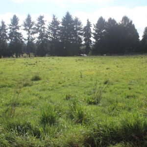 Venta exclusivas Parcelas / 5 minutos de Frutillar / Región de Los Lagos full